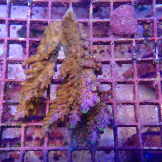 WYSIWYG Acropora Colony 5