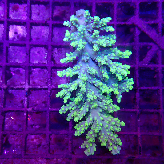 WYSIWYG Acropora Colony 3