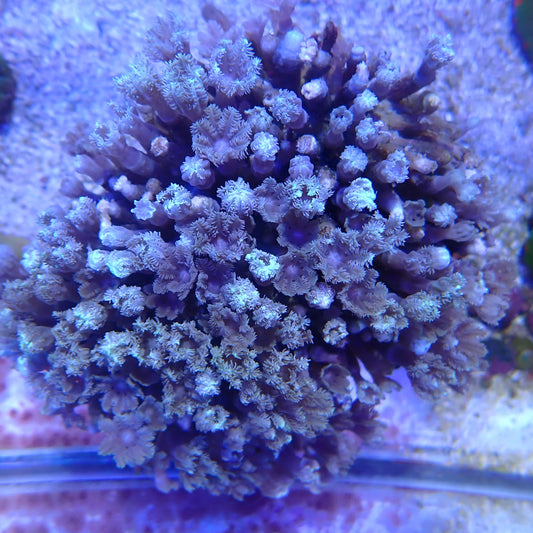 WYSIWYG - Clove Poly Colony