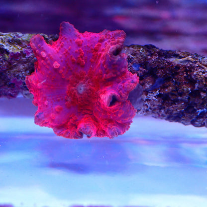 WYSIWYG Red Morph