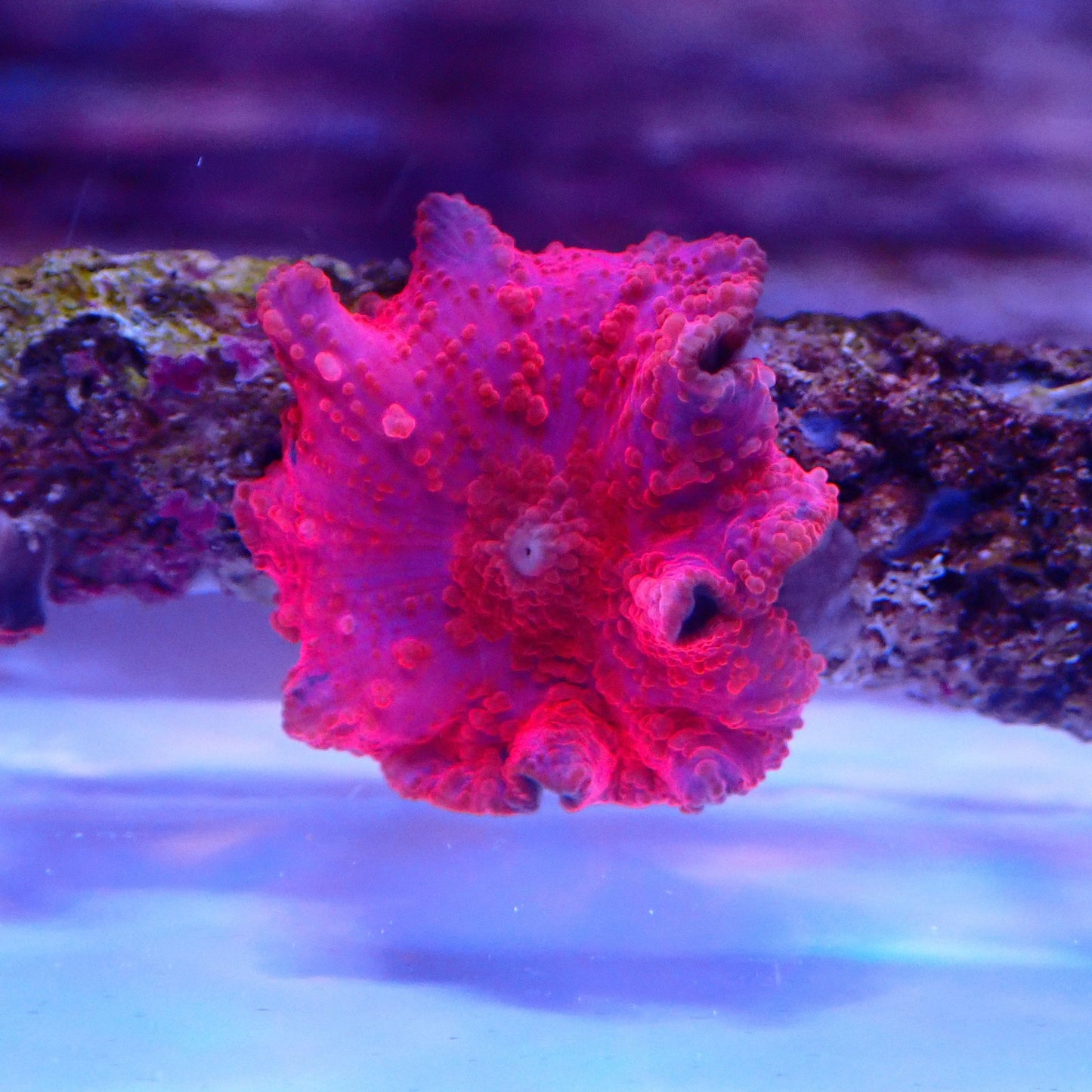 WYSIWYG Red Morph