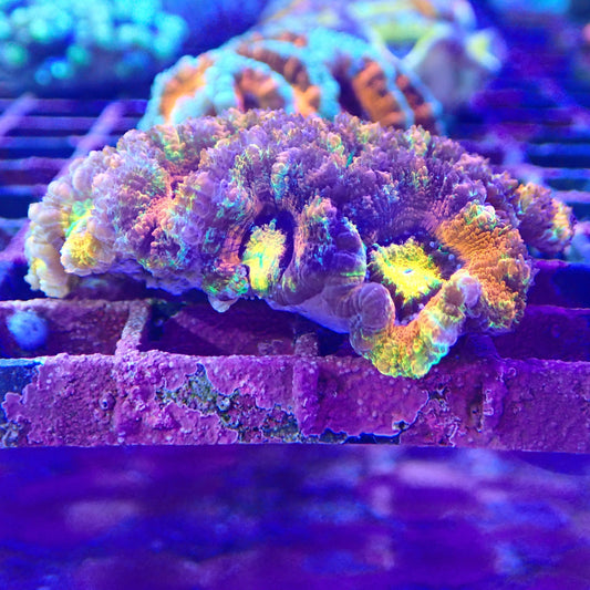 WYSIWYG Acan 11