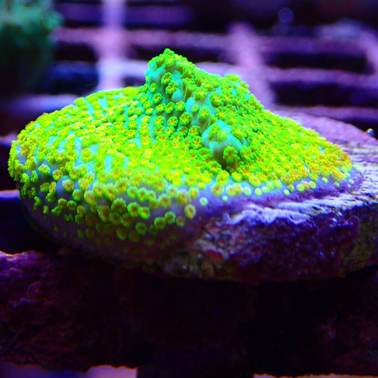 WYSIWYG - Montipora Frag