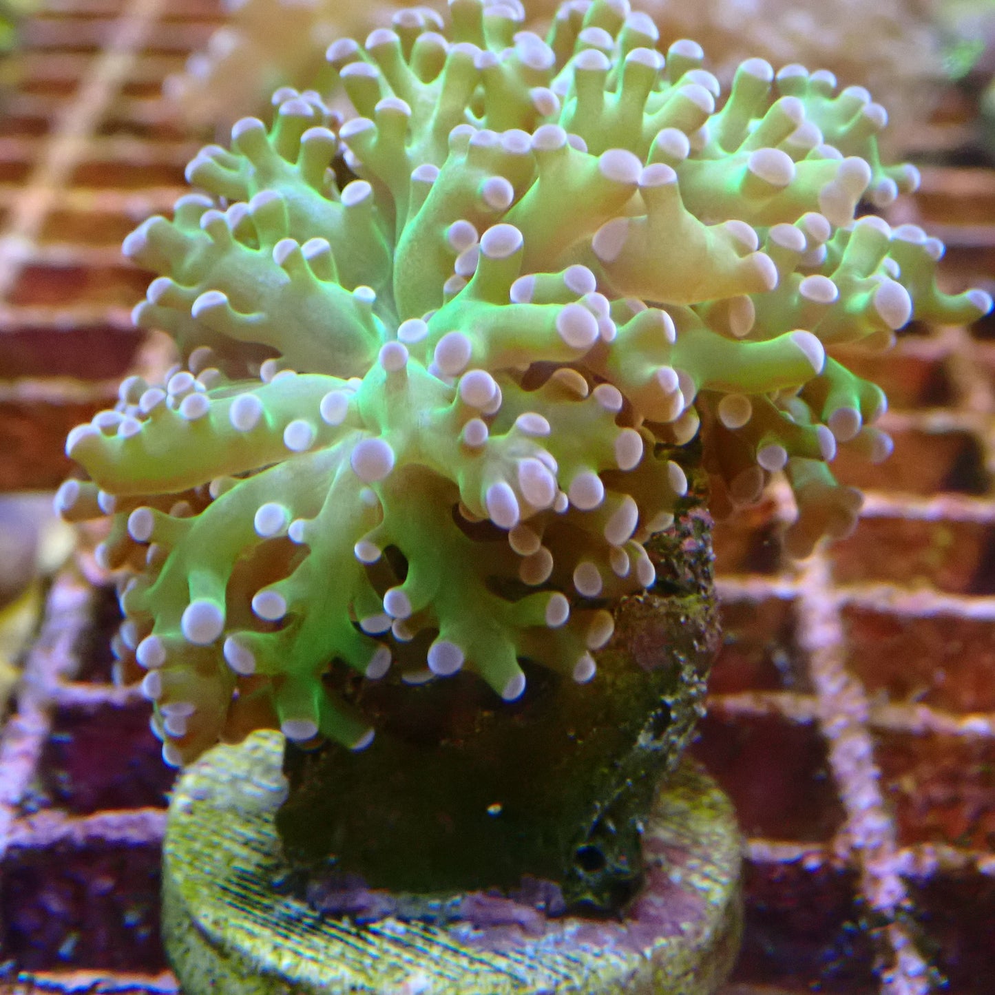 WYSIWYG Frogspawn Frag 1