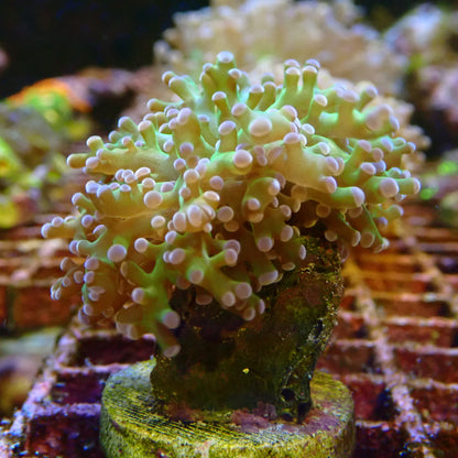 WYSIWYG Frogspawn Frag 1