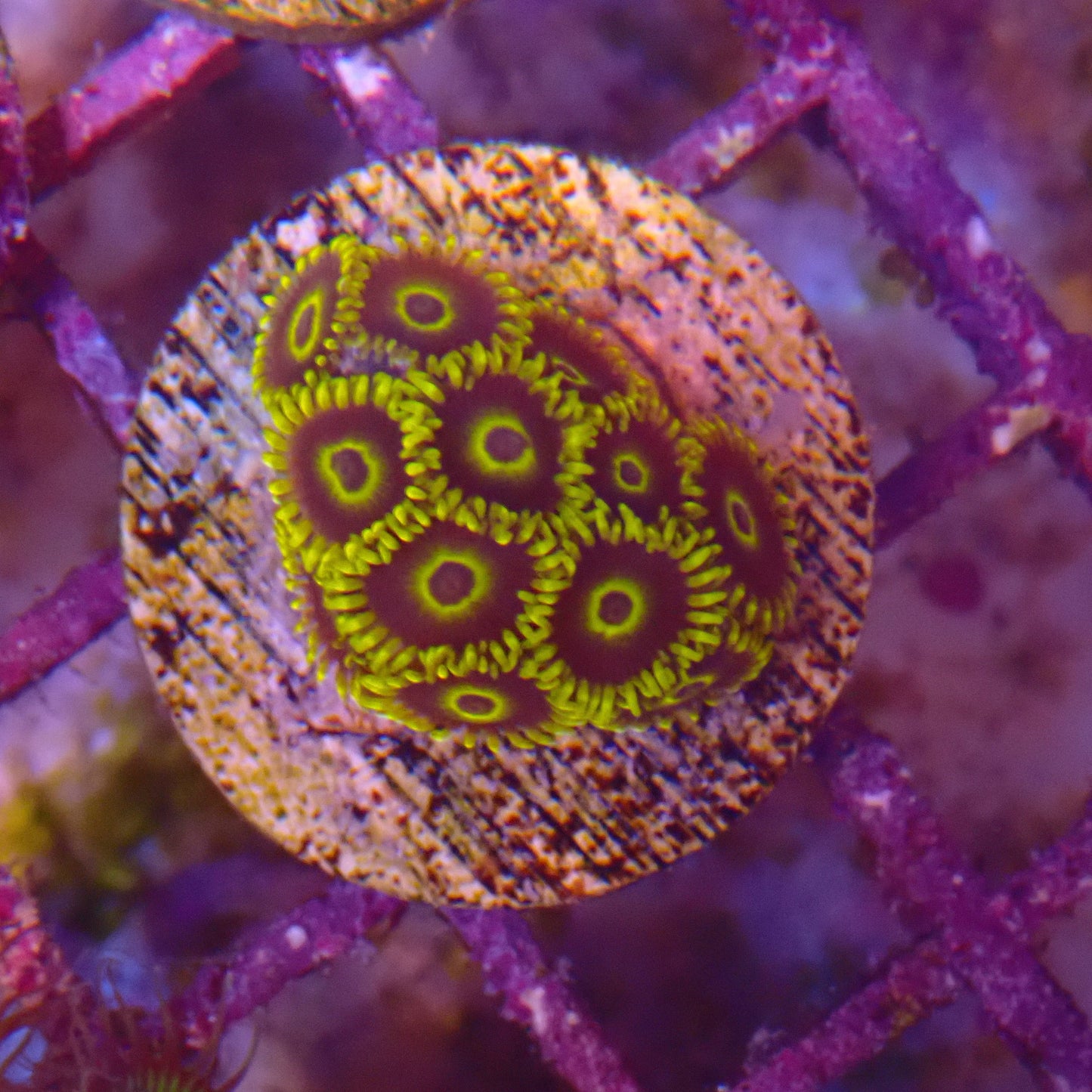 Aussie Macaw Zoanthid Frag
