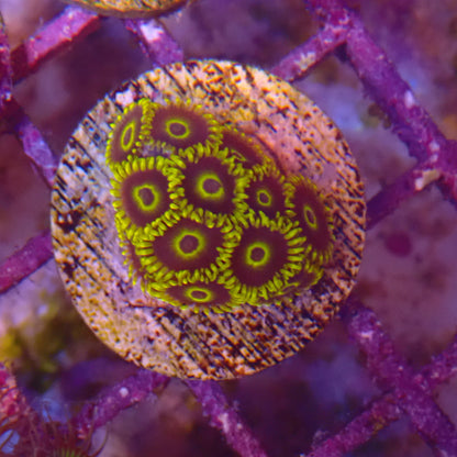 Aussie Macaw Zoanthid Frag