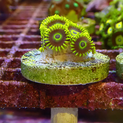 Aussie Macaw Zoanthid Frag