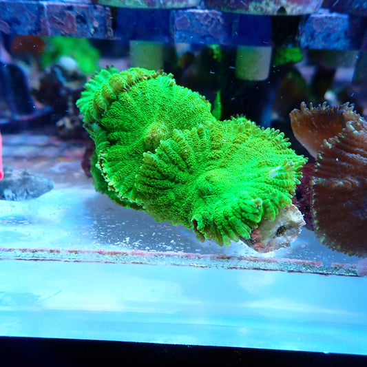 Green morph