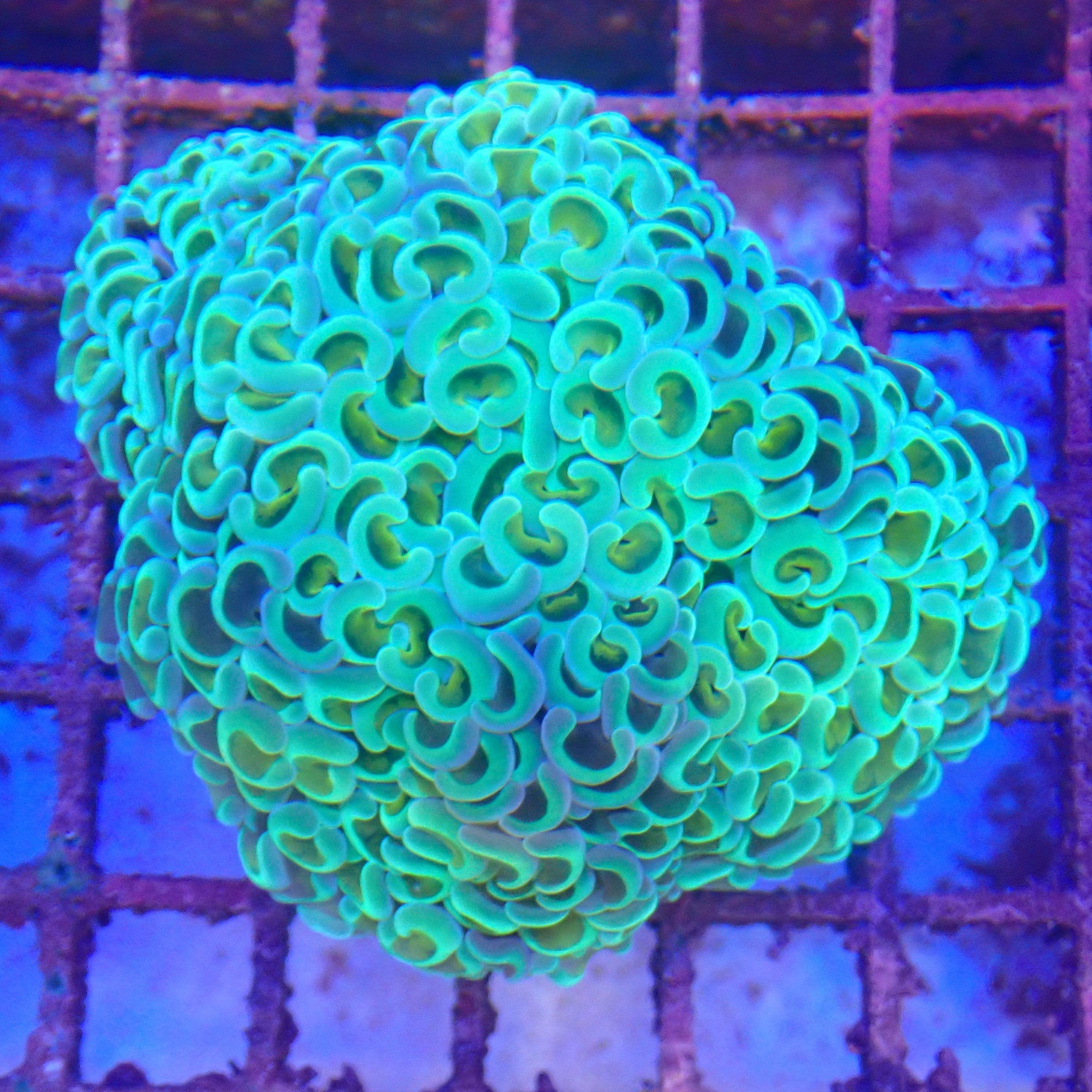 ★keike★ Shape of Perth Coral WYSIWYG Coral For Sale | Krakking Korals