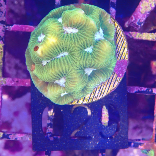 WYSIWYG 029