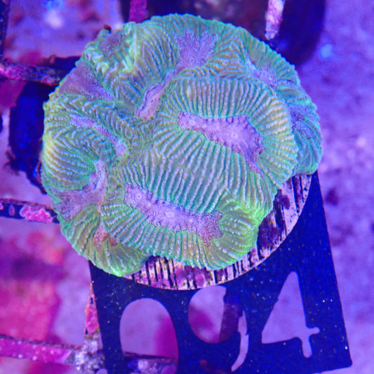 WYSIWYG 094