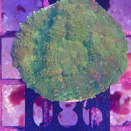 WYSIWYG 086