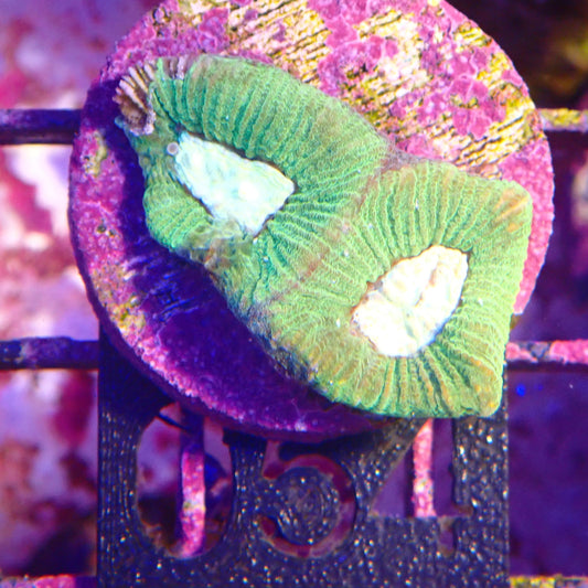 WYSIWYG 054