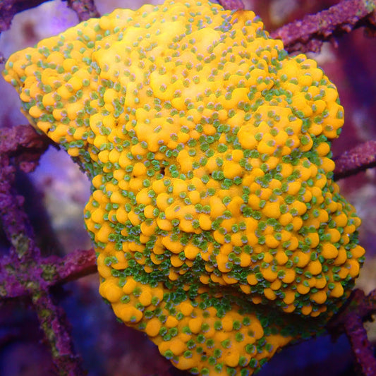 Montipora Frag