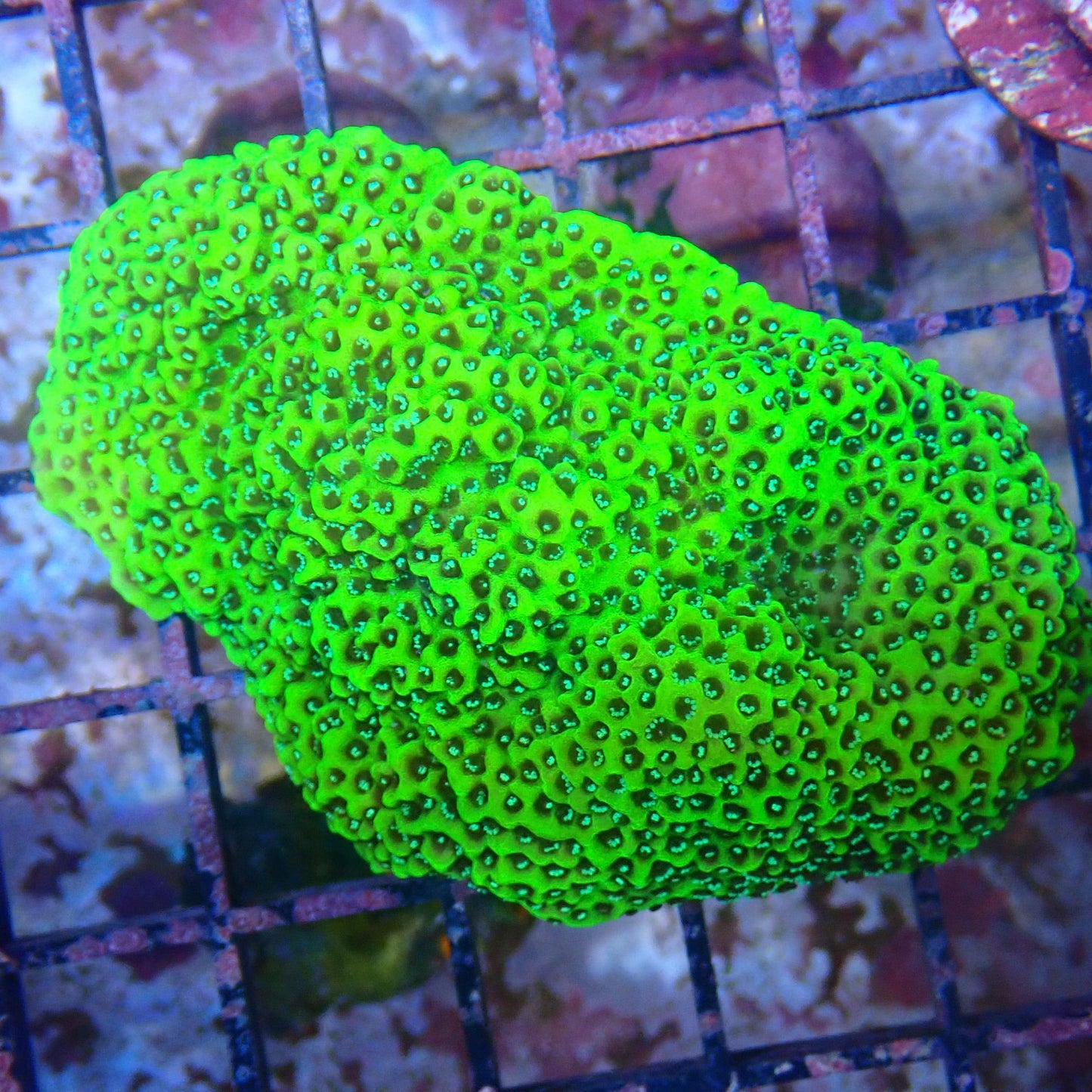 WYSIWYG - Montipora Frag