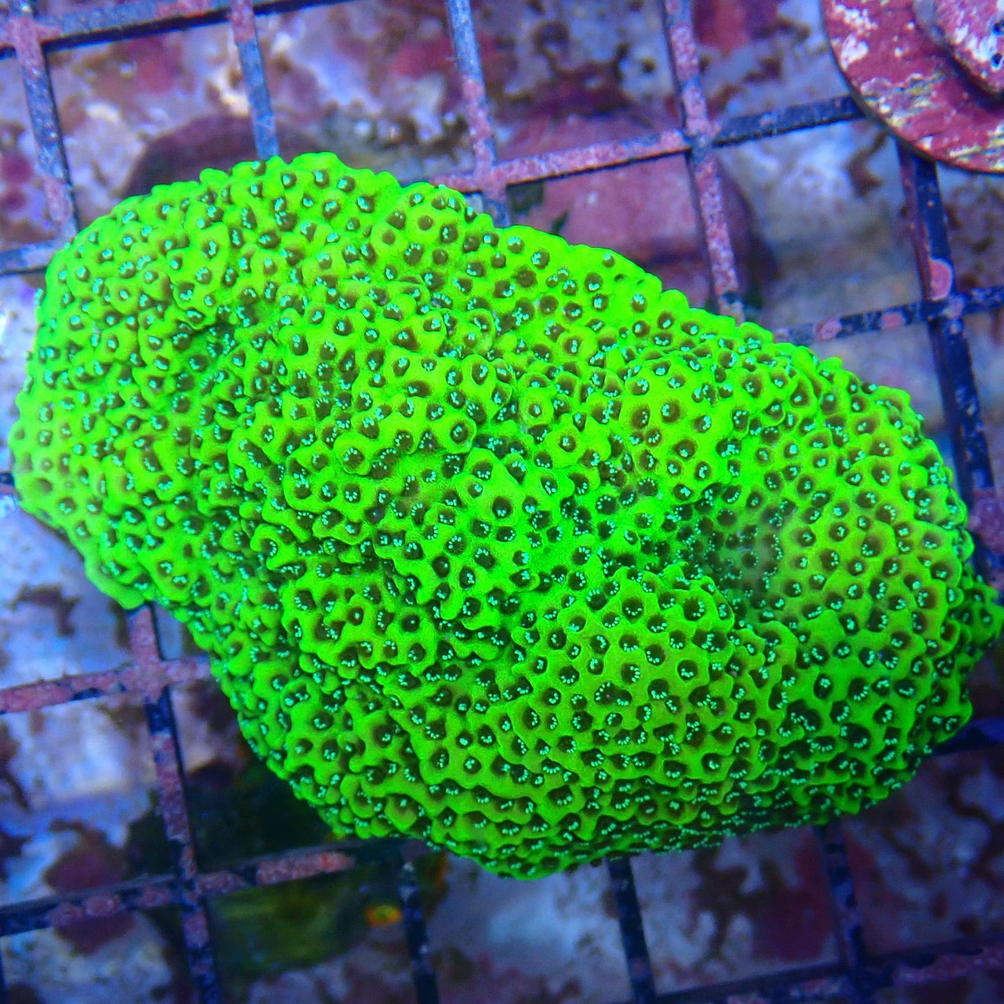 WYSIWYG - Montipora Frag