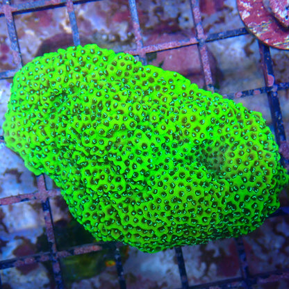 WYSIWYG - Montipora Frag