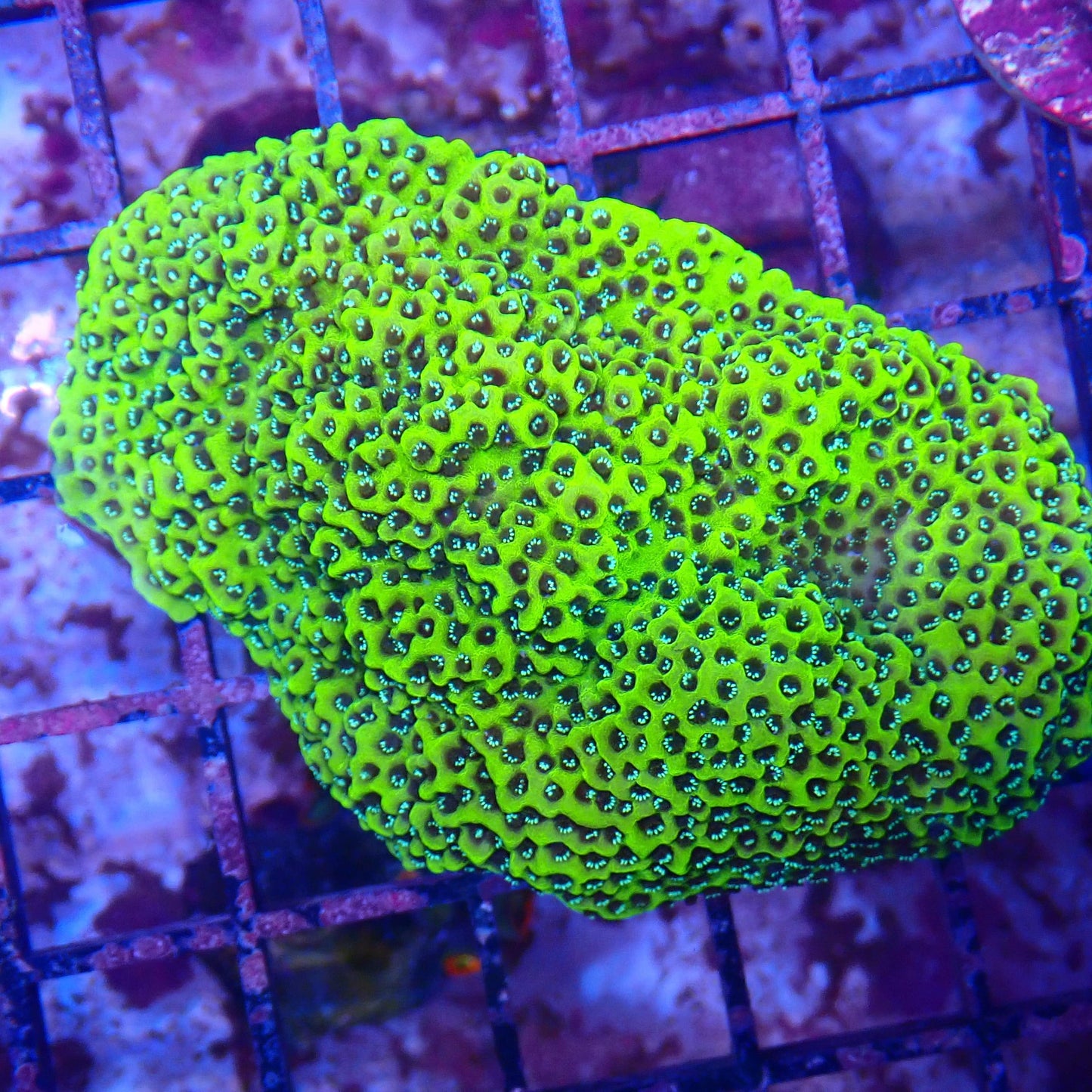WYSIWYG - Montipora Frag