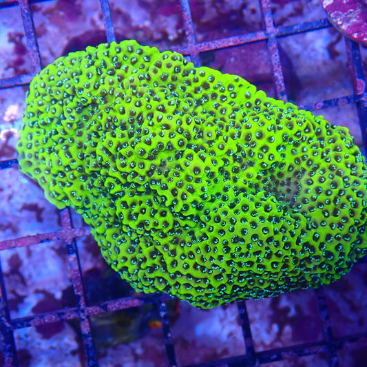 WYSIWYG - Montipora Frag