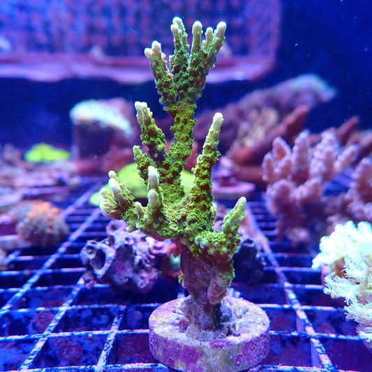 WYSIWYG Montipora