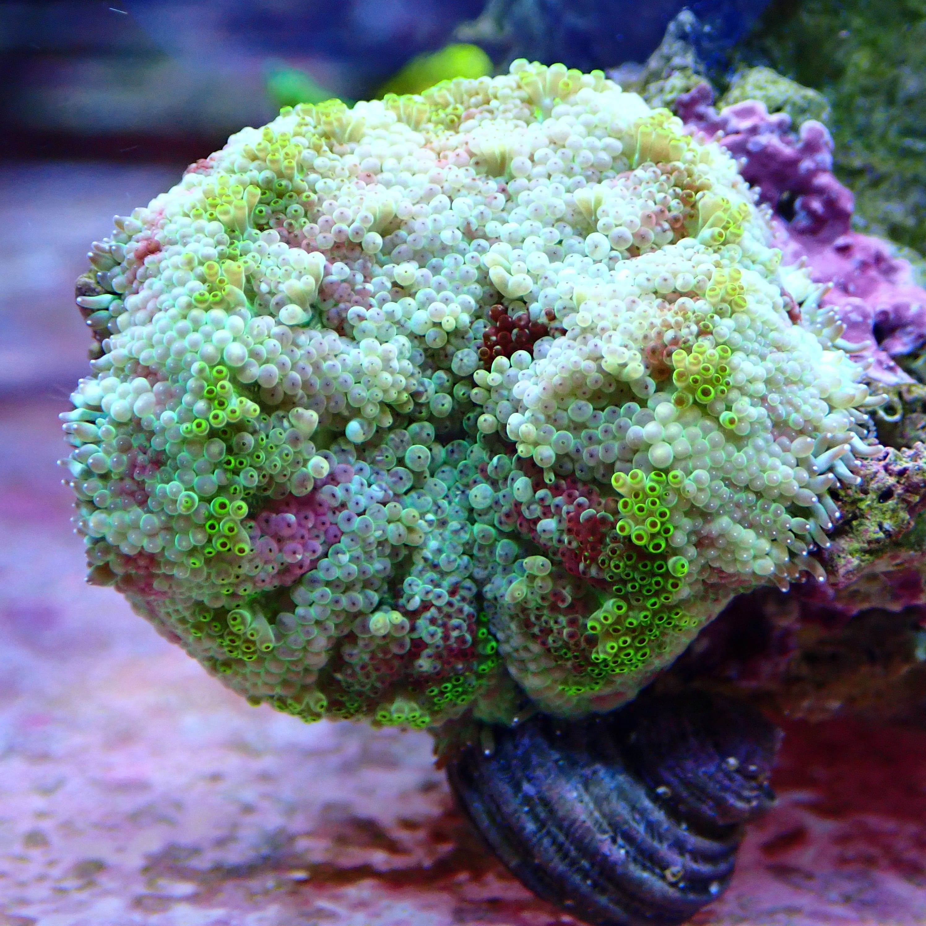 ★keike★ Shape of Perth Coral WYSIWYG Coral For Sale | Krakking Korals