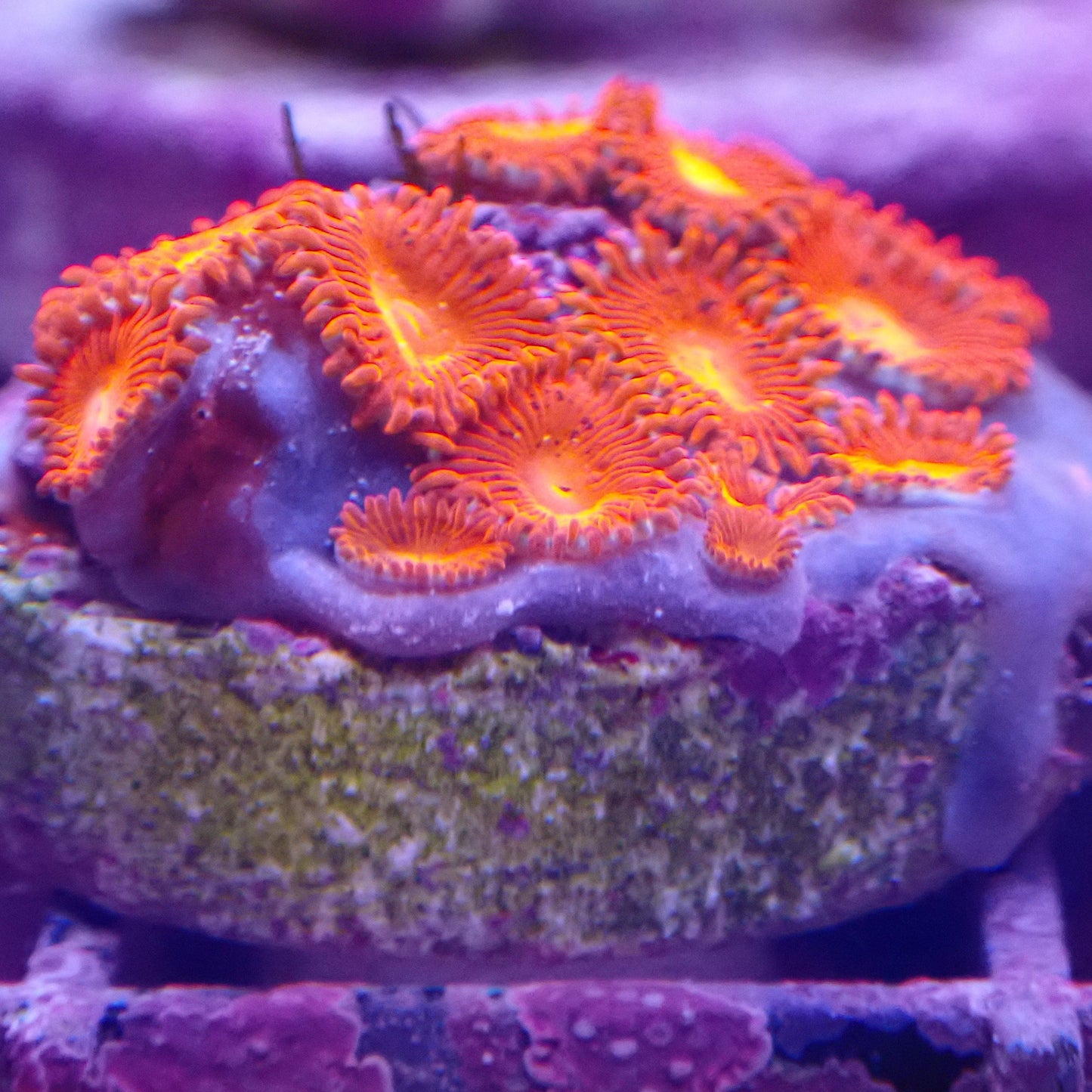 Triple Red Zoanthid Frag