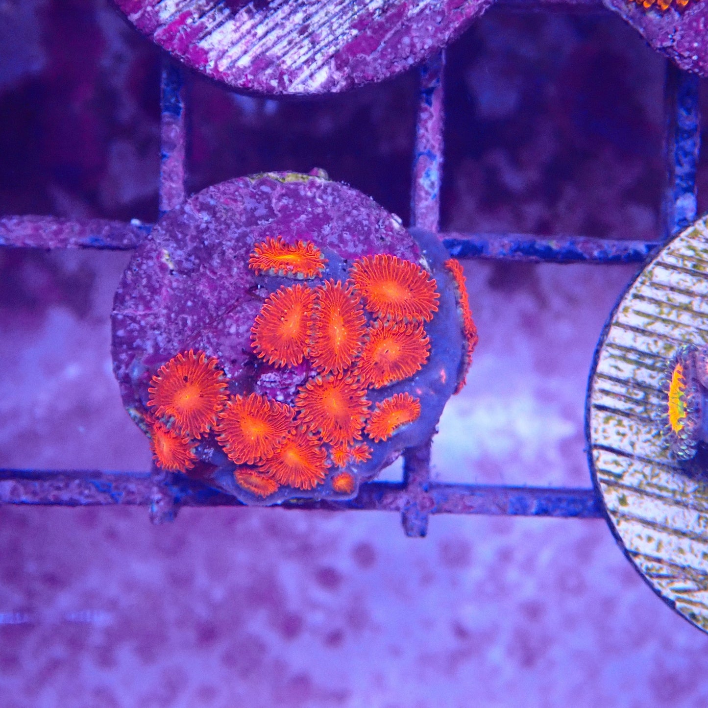 Triple Red Zoanthid Frag