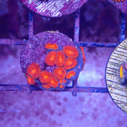 Triple Red Zoanthid Frag