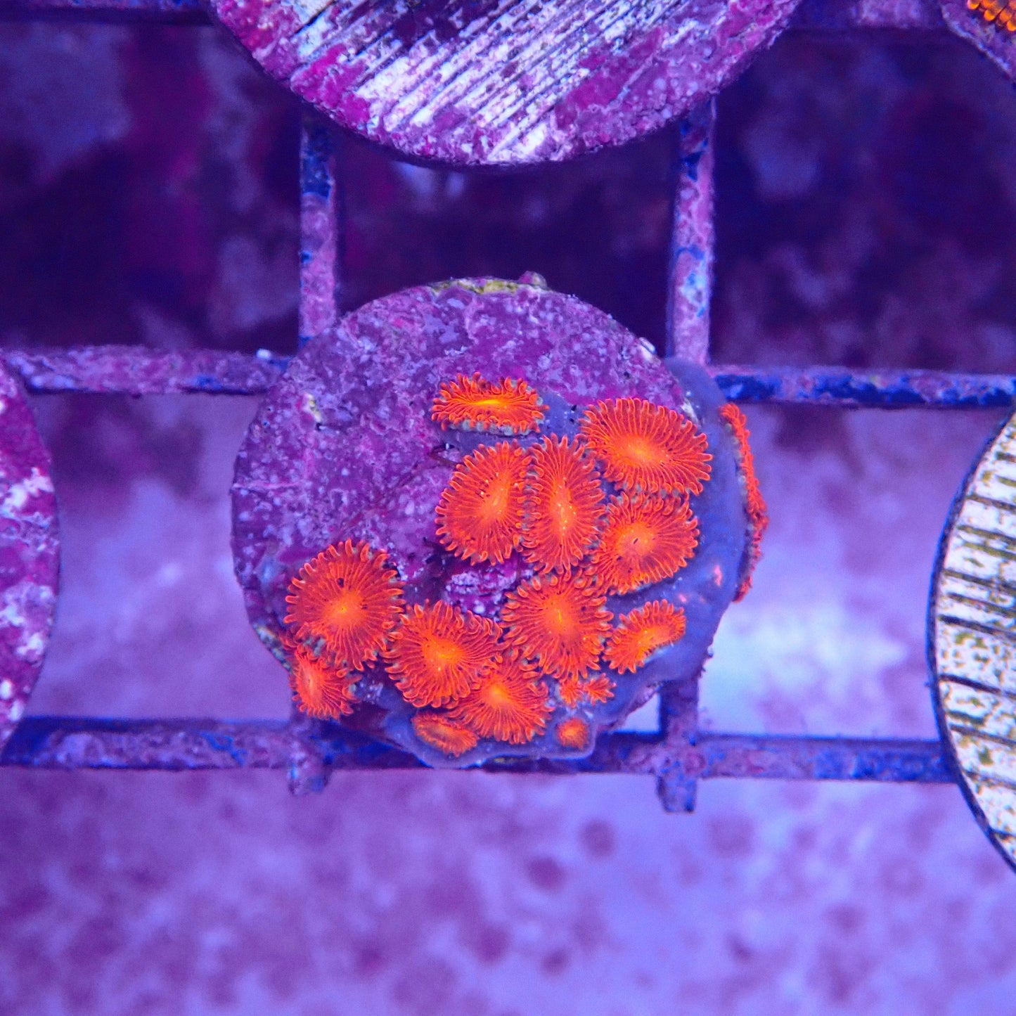 Triple Red Zoanthid Frag