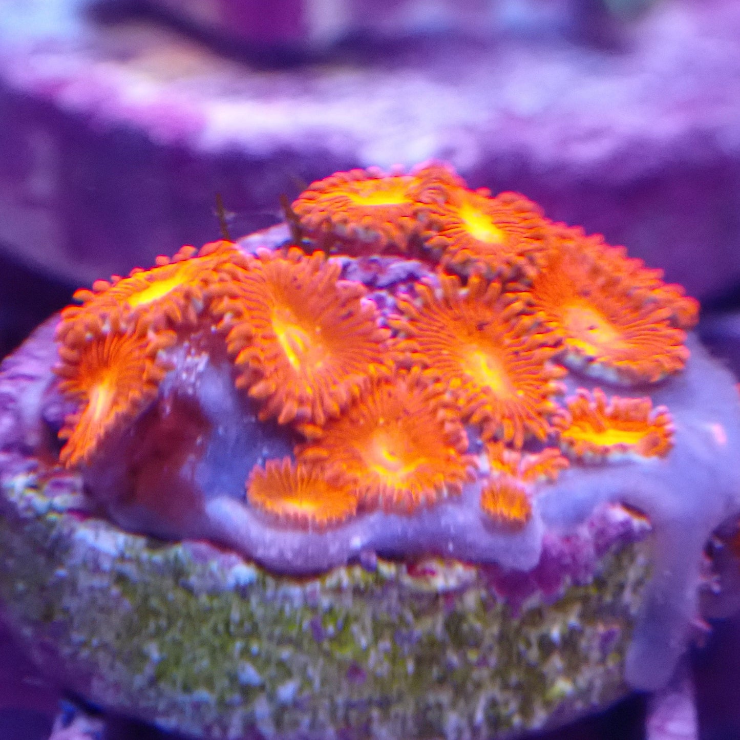 Triple Red Zoanthid Frag