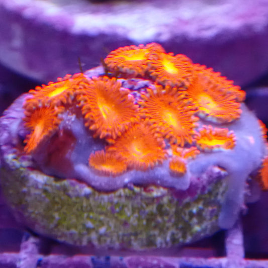 Triple Red Zoanthid Frag