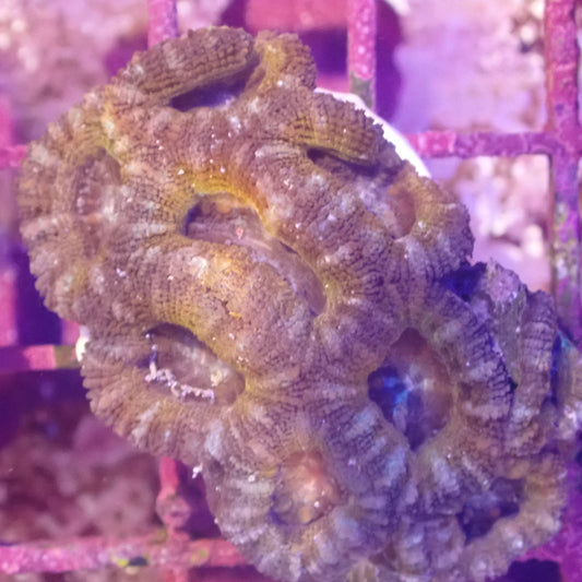 WYSIWYG Acan 017