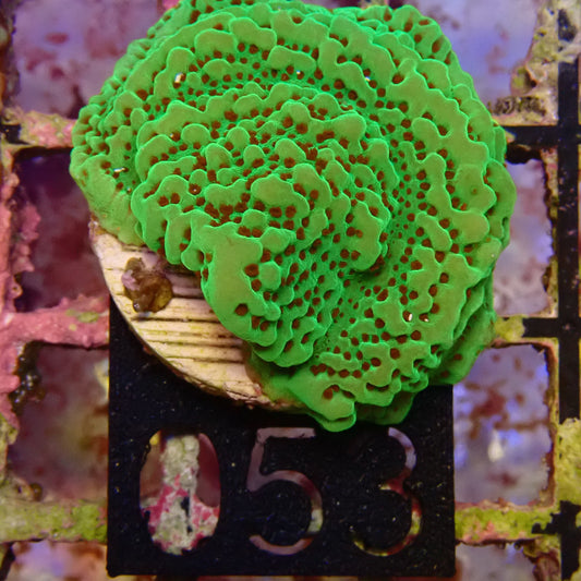 WYSIWYG 053