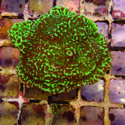 WYSIWYG - Montipora Frag