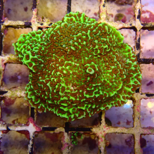 WYSIWYG - Montipora Frag