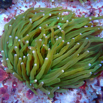 WYSIWYG Fungia 1