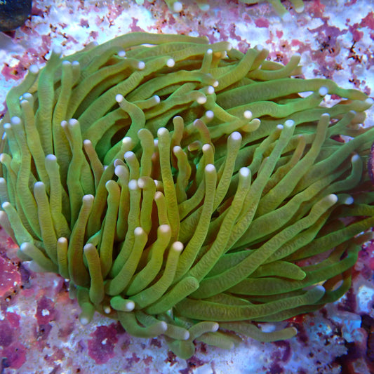 WYSIWYG Fungia 1