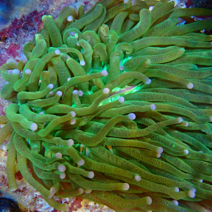 WYSIWYG Fungia 3
