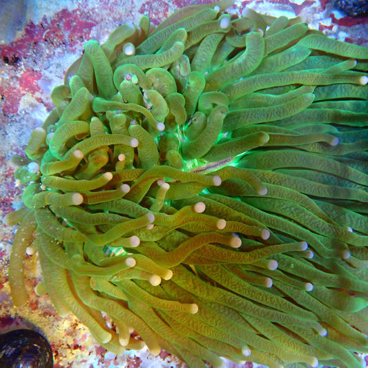 WYSIWYG Fungia 3