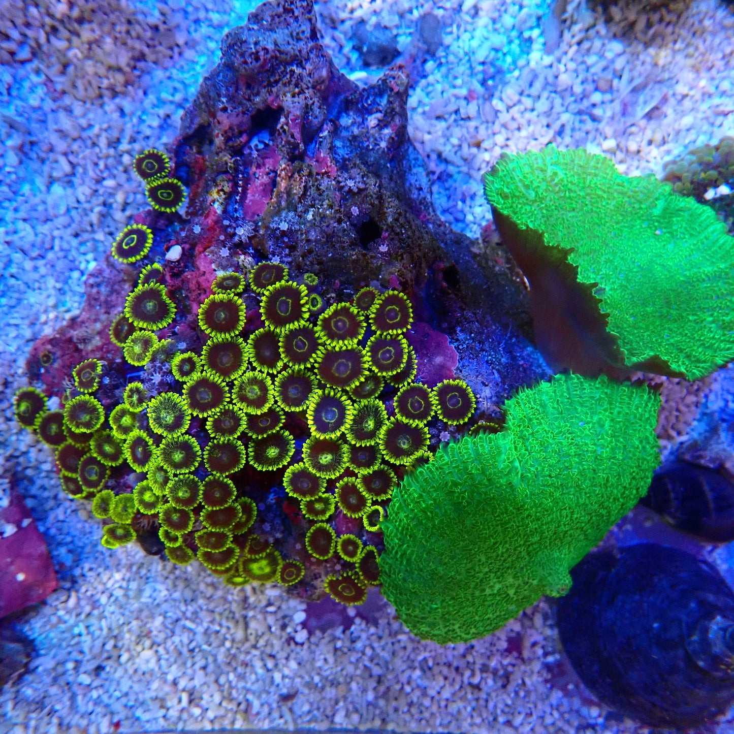 WYSIWYG Zoa - Mushroom Rock