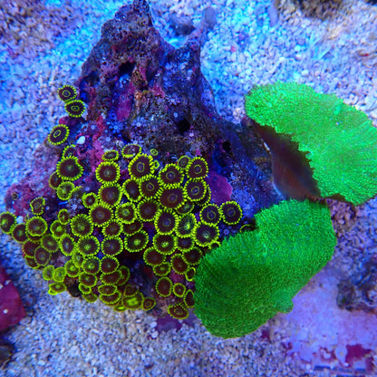 WYSIWYG Zoa - Mushroom Rock