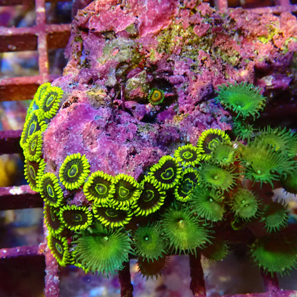 WYSIWYG - Zoa Rock