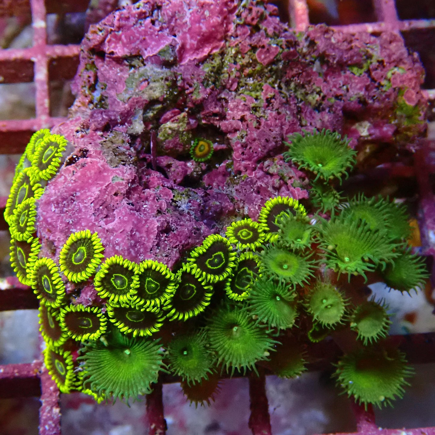 WYSIWYG - Zoa Rock