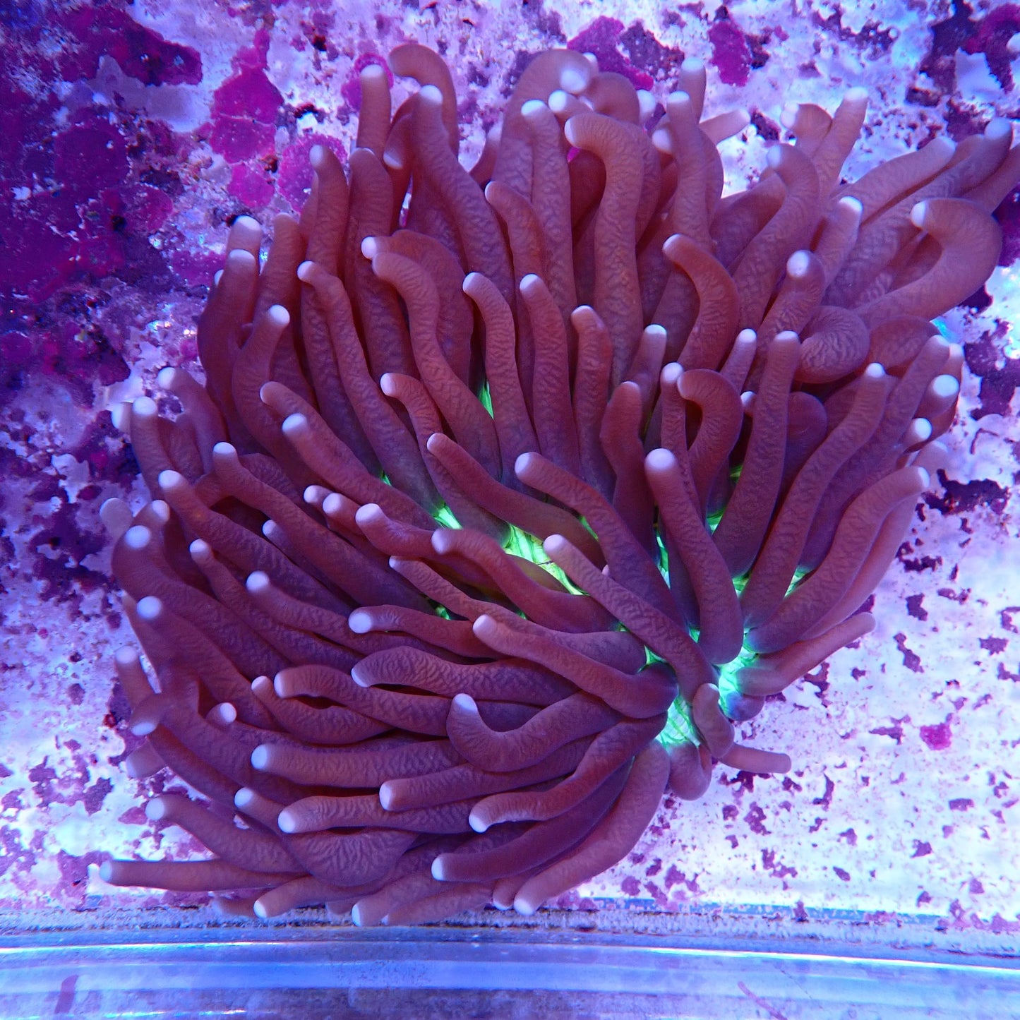 WYSIWYG Fungia 5