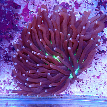 WYSIWYG Fungia 5