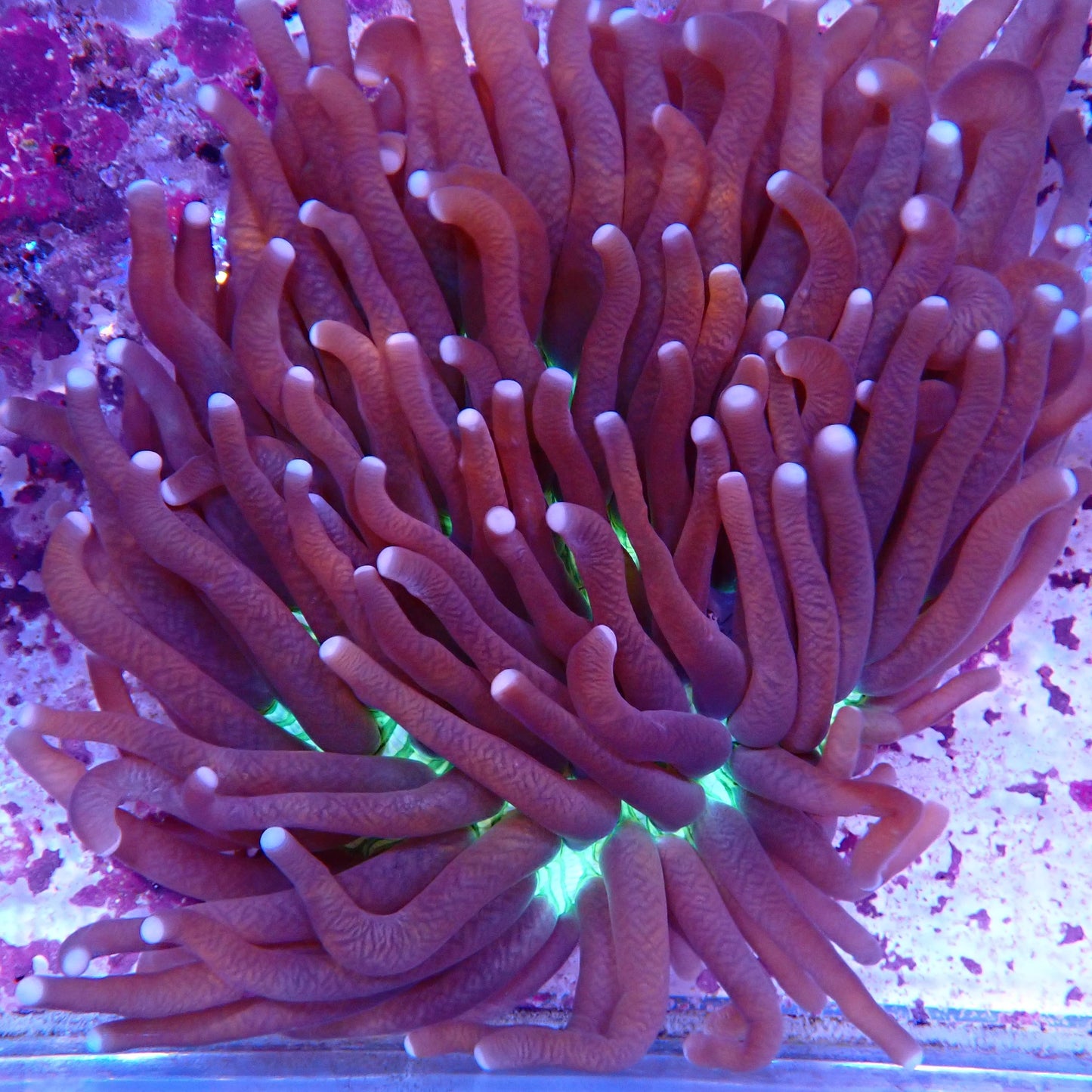 WYSIWYG Fungia 5