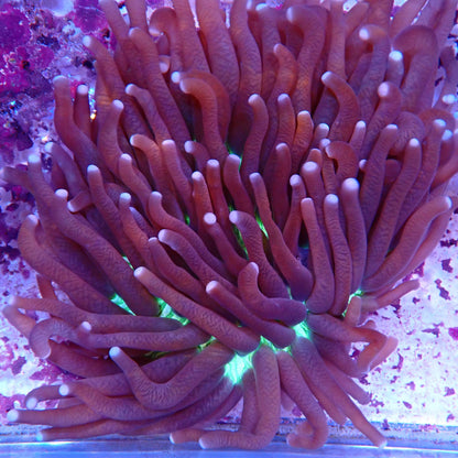 WYSIWYG Fungia 5