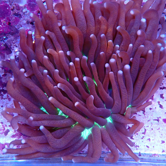WYSIWYG Fungia 5