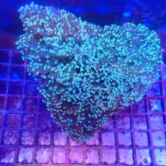 WYSIWYG Frogspawn 4